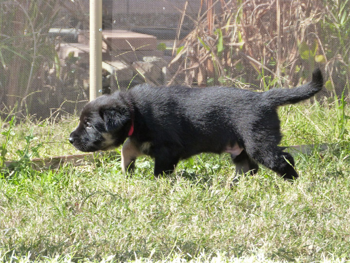 chinook dog